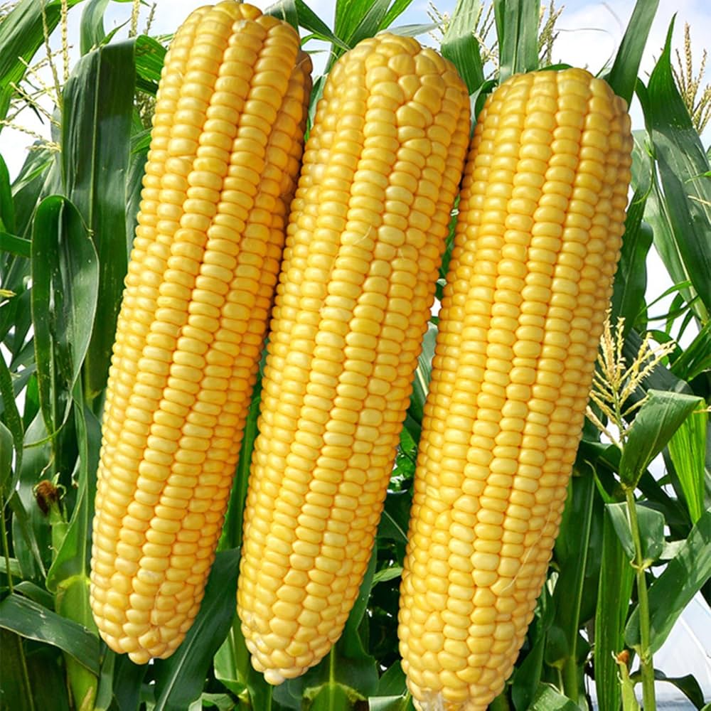 Legend Hybrid Corn Seeds | Disease-Resistant Yellow Sweet Corn – Heirloom, Non-GMO, High Germination Organic Garden Seeds