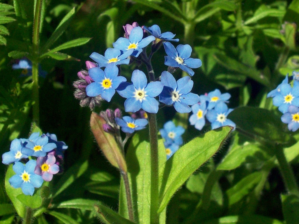 Chinese Forget-Me-Not Seeds Cynoglossum amabile for Planting in Flower Bed and Window Boxes
