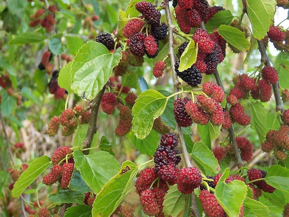 Mulberry Morus spp. Tree Seeds for Planting