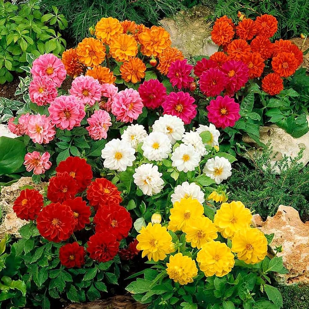 Dahlia Figaro Mix Seeds for Planting Annual Flower Beds and Pots