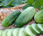Pickle Cucumber (Cucumis sativus) seeds for homemade pickles garden growing