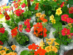 Nasturtium flower seeds for easy garden planting