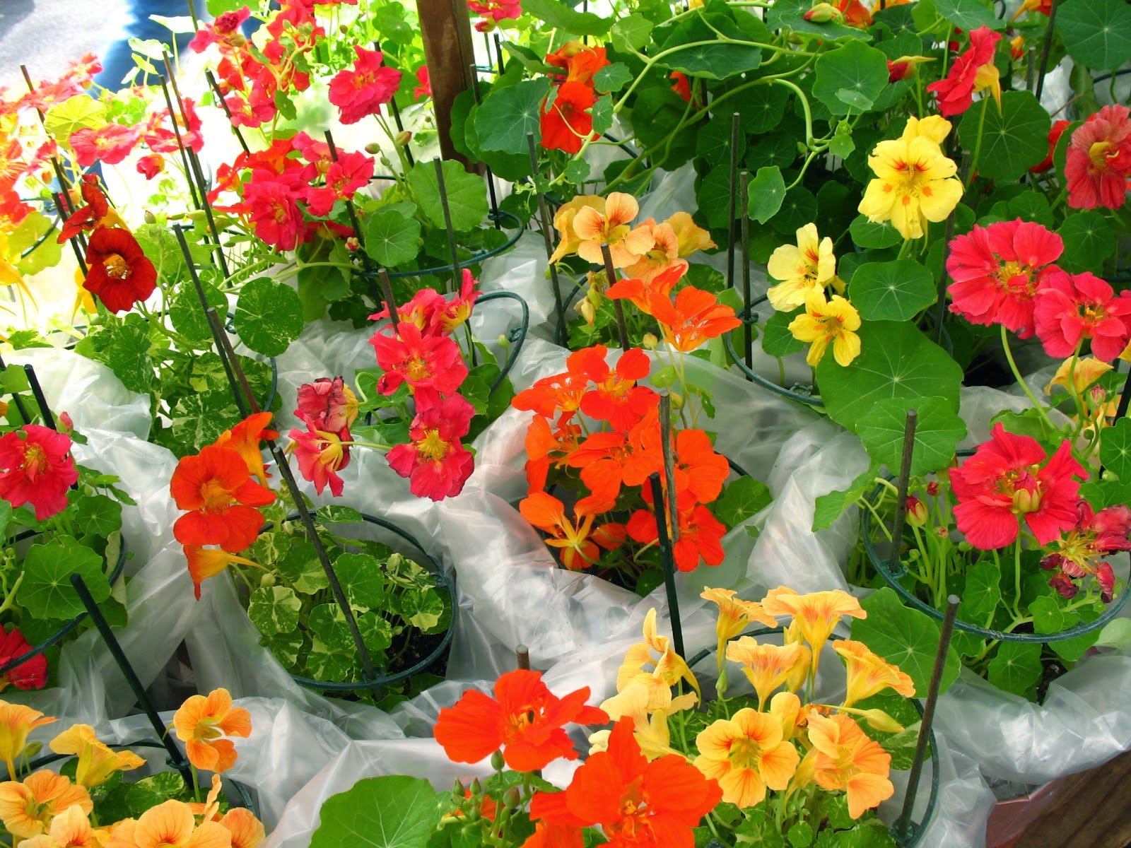 Nasturtium flower seeds for easy garden planting