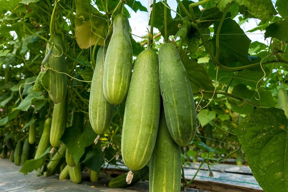 Pickling cucumber seeds for garden