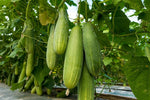 Pickling cucumber seeds for garden