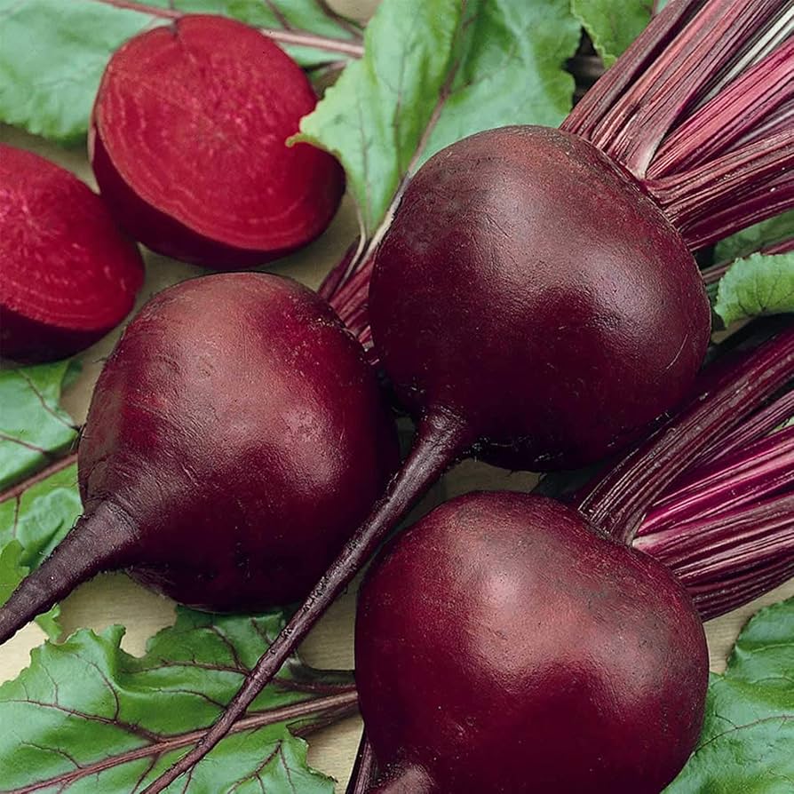 Beetroot Beta vulgaris for planting in vegetable patch