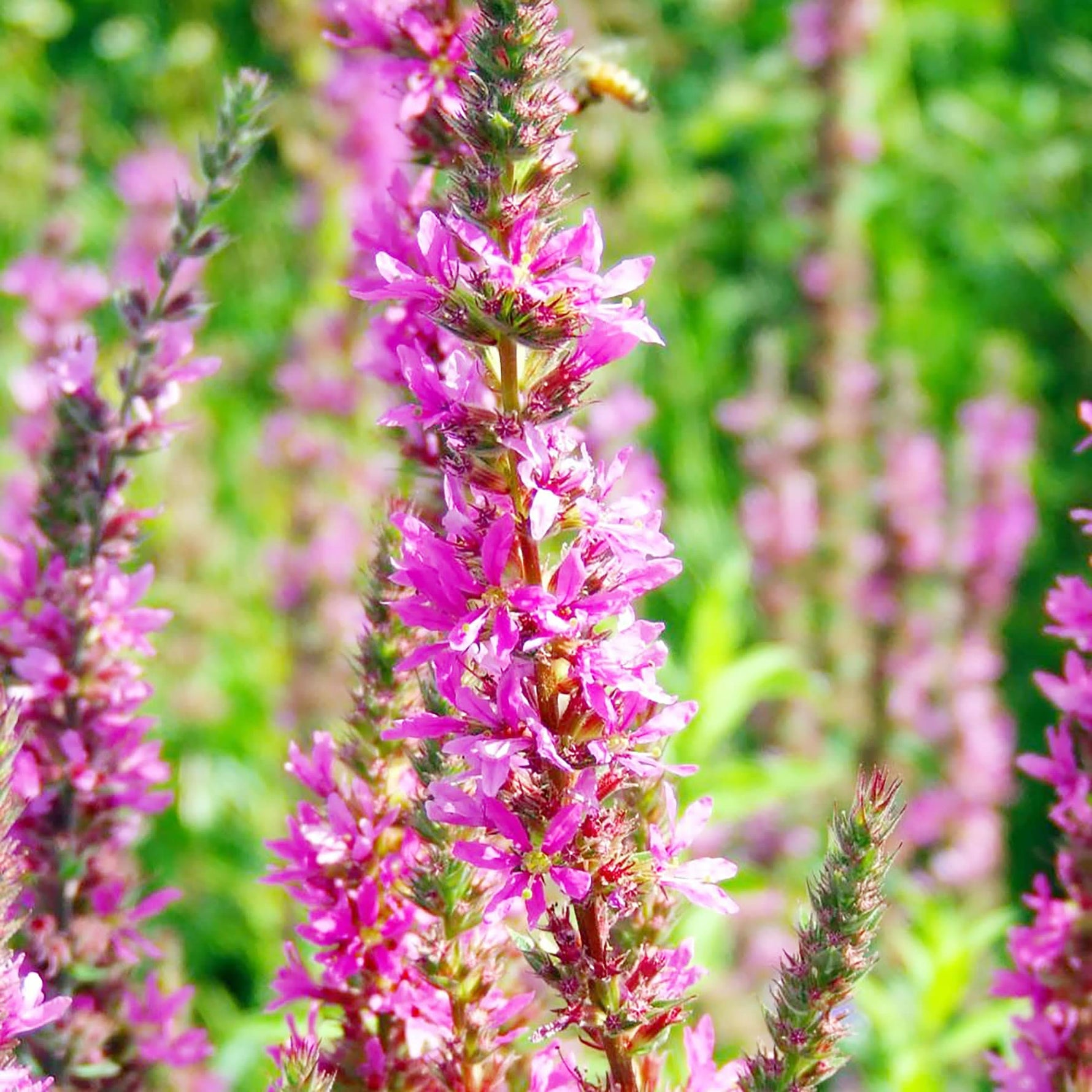 Purple Loosestrife Flower Seeds Lythrum salicaria for Pollinator-Friendly  Wetland Gardens