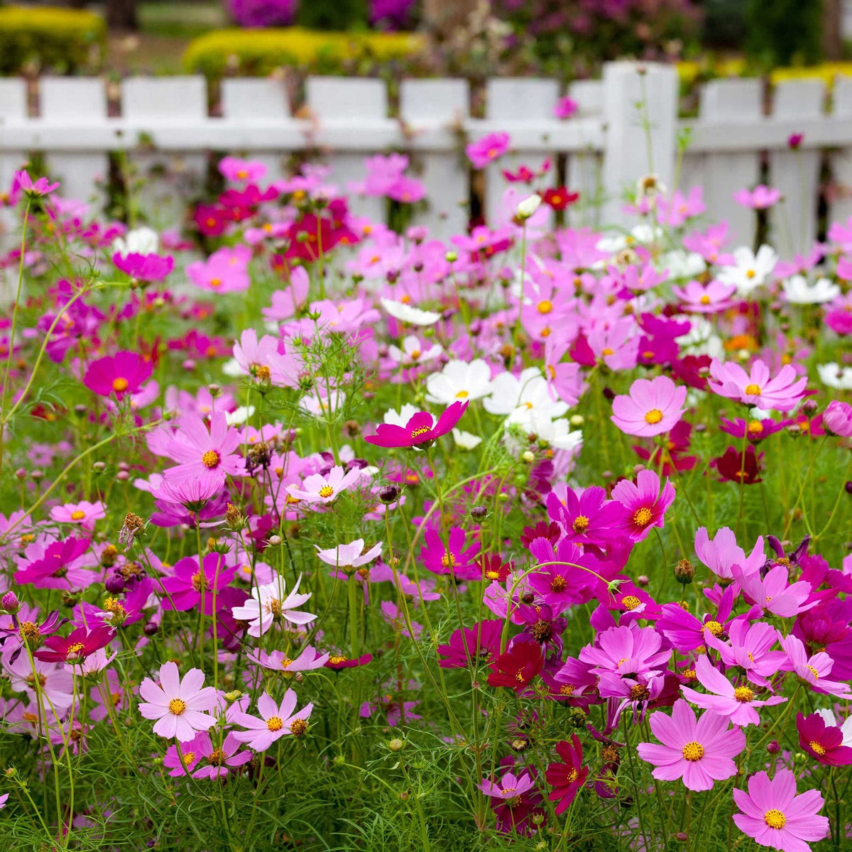 Cosmos Cosmos Sulphureus Tall Golden Flower Seeds for Planting – Beautiful Blooms for Backyard Landscaping and Wildflower Beds