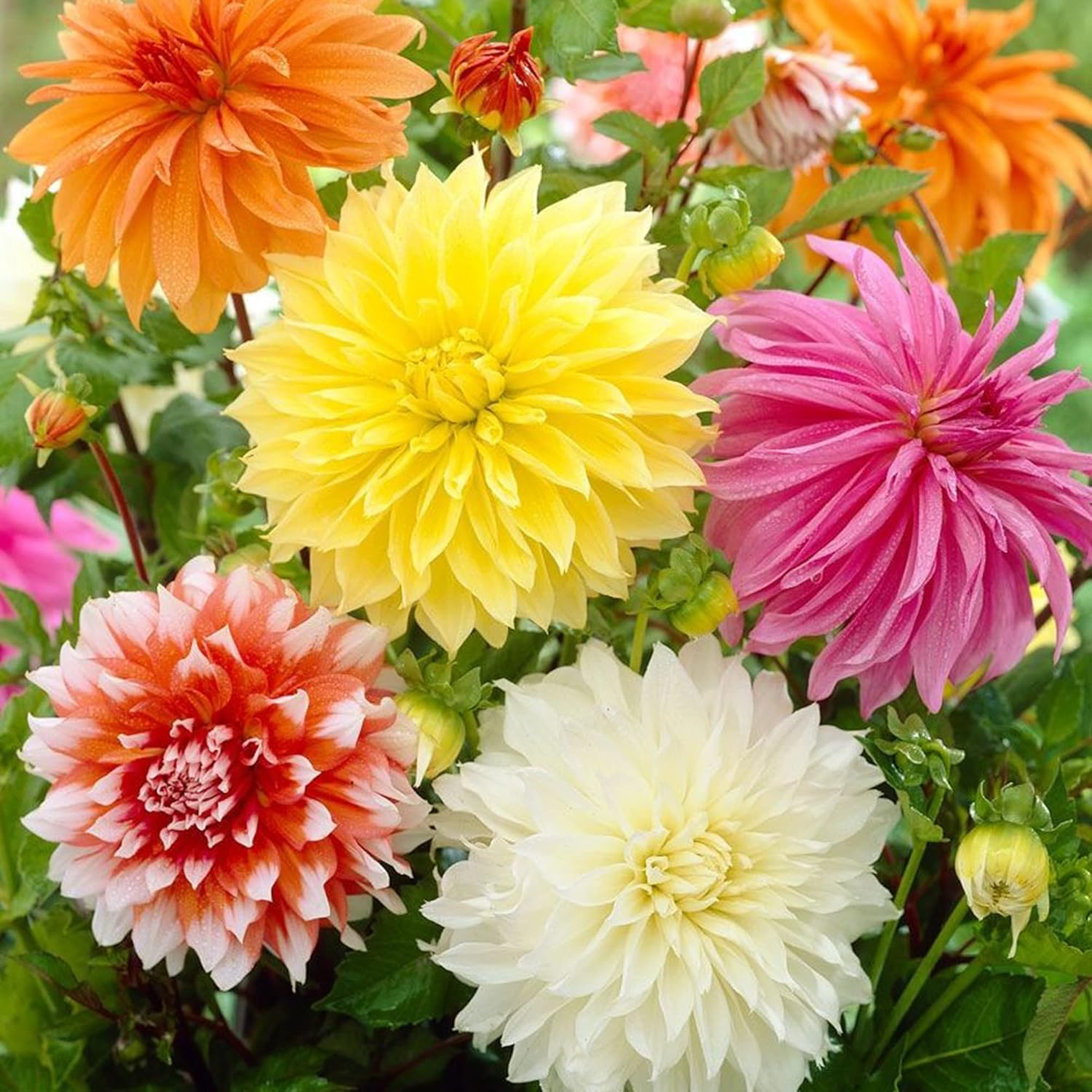 Dinnerplate Dahlia Seeds