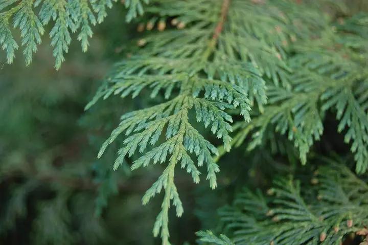 Pendula Chamaecyparis Nootkatensis Seeds for Planting-NON GMO Seeds Dhara Seeds