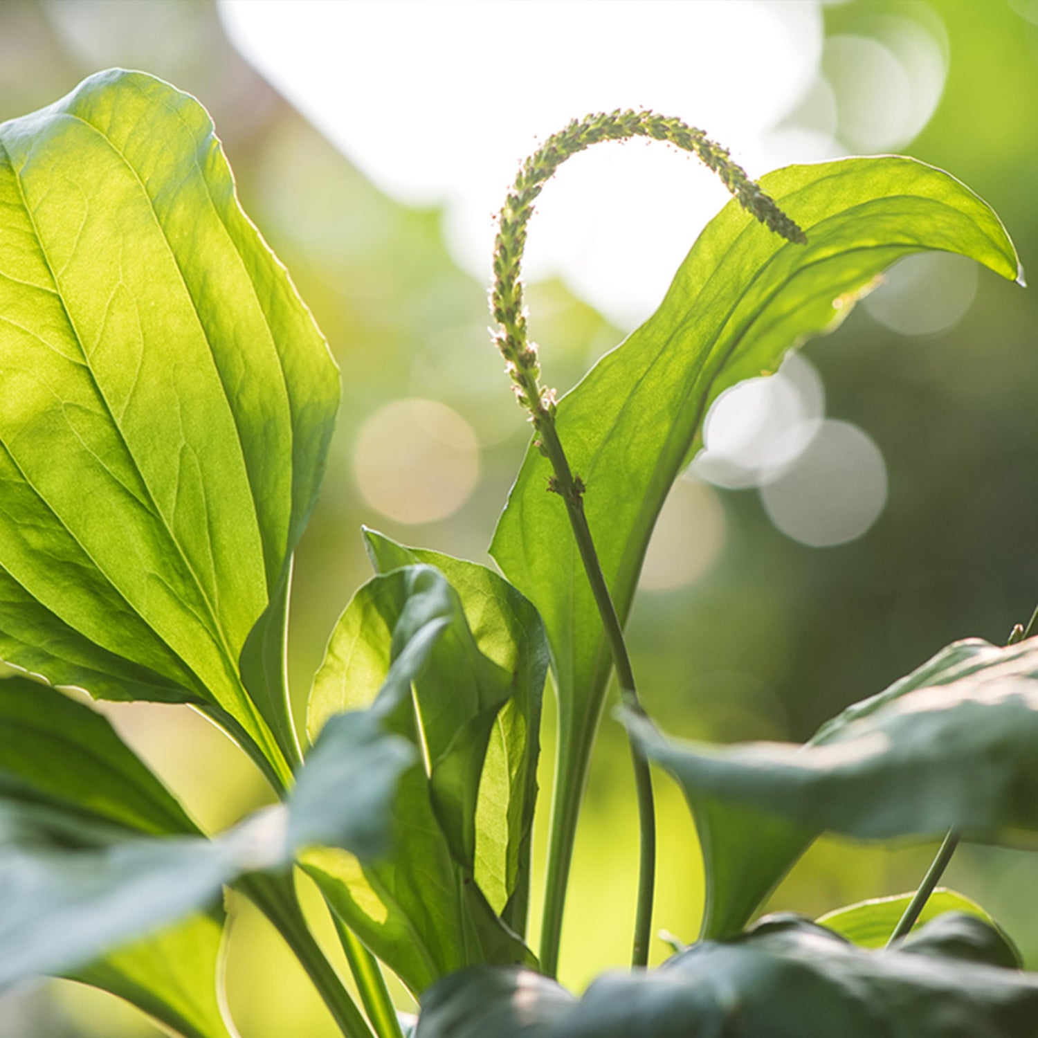 Green Plantago Major Seeds for Planting - heirloom & Non-GMO Seeds