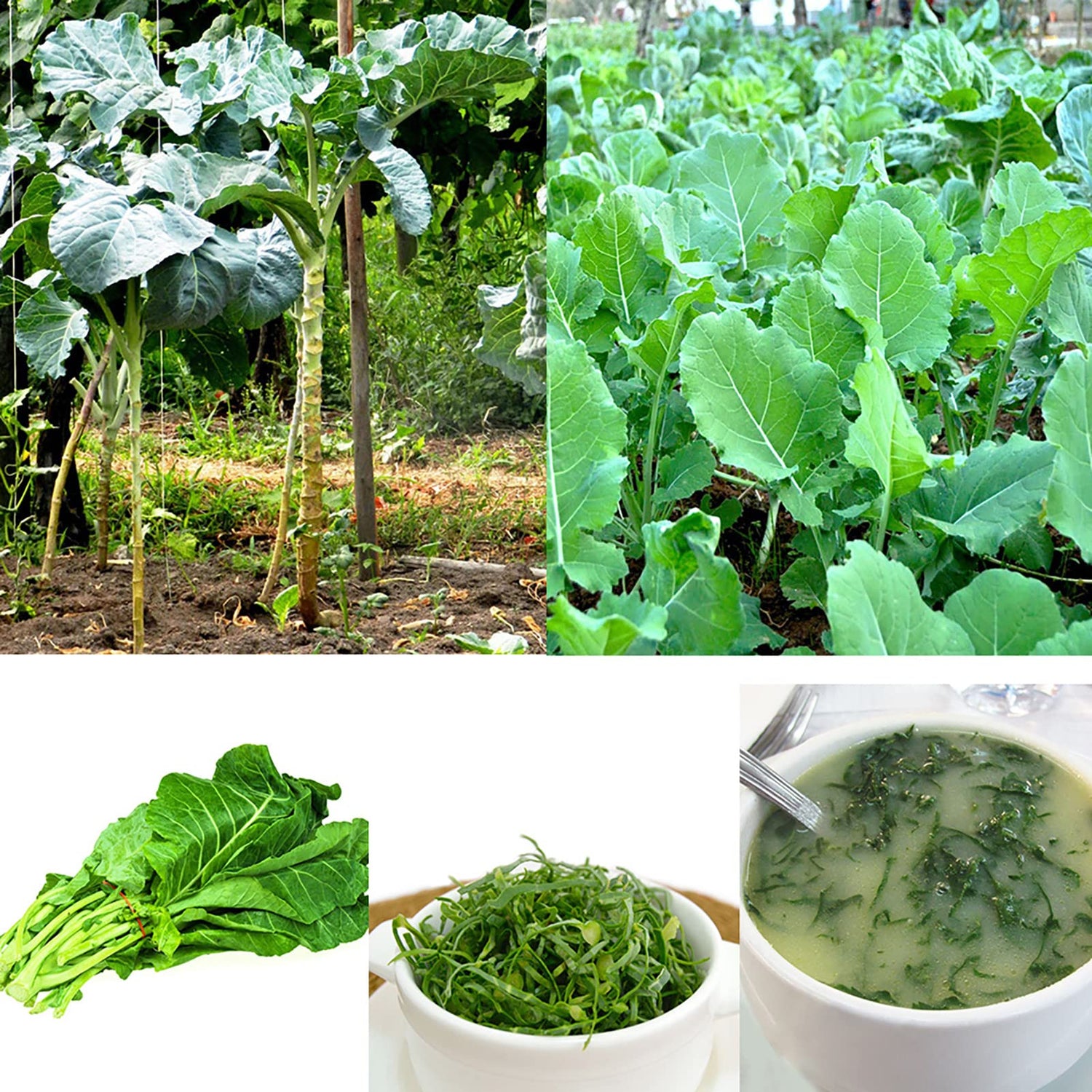Walking Stick Kale Tree Seeds for Planting -Heirloom & Non-GMO Seeds