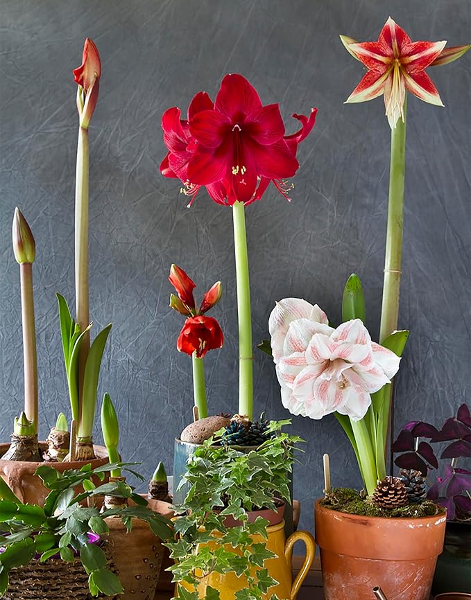 Amaryllis Hippeastrum  Flower Seeds for Planting in indoor pots or home garden