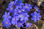 Heirloom (Heirloom scientific name) for planting in garden