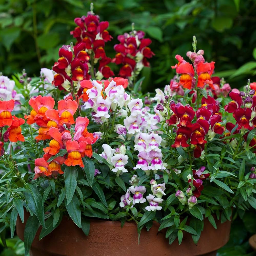 Antirrhinum Flower Seeds (Red & Yellow) – Fresh Seeds for Planting Snapdragon Blooms