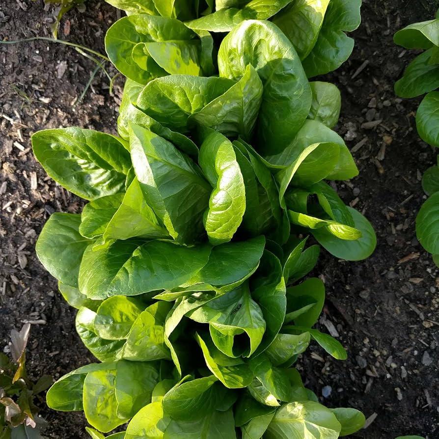 Little Gem Lettuce Seeds | Mini Romaine Baby Lettuce – Heirloom, Non-GMO, High Germination Organic Garden Seeds