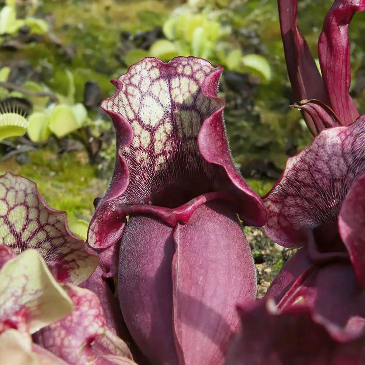 Purple Pitcher Plant Sarracenia purpurea carnivorous flower seeds for indoor pots and home garden