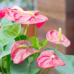 Heirloom Non-GMO Anthurium Andraeanum Flower Seeds for Planting – Pink Tropical Blooms Dhara Seeds