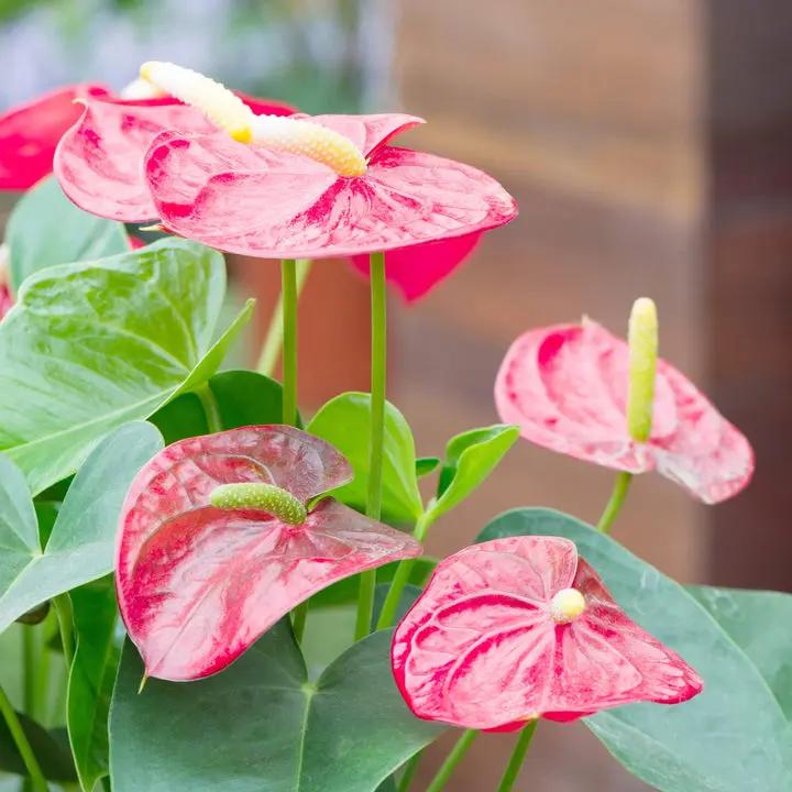 Heirloom Non-GMO Anthurium Andraeanum Flower Seeds for Planting – Pink Tropical Blooms Dhara Seeds