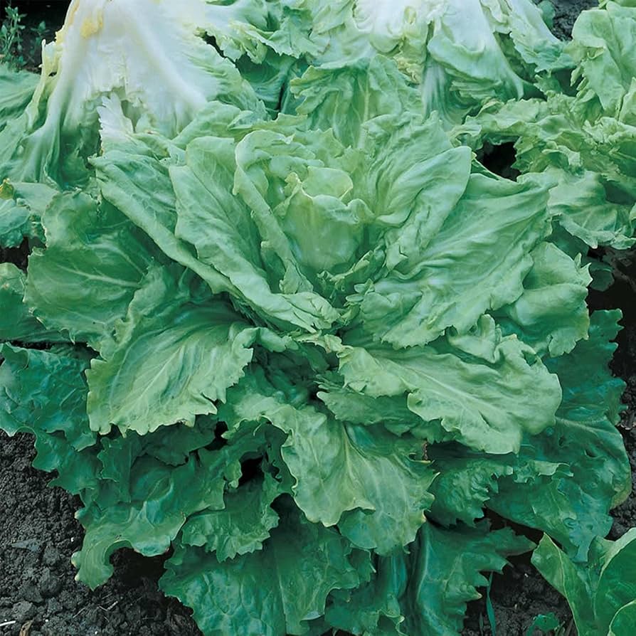 Endive Cichorium Endivia Batavian Leafy Vegetable Seeds for Planting – Crisp Salad Green for Kitchen and Market Gardens