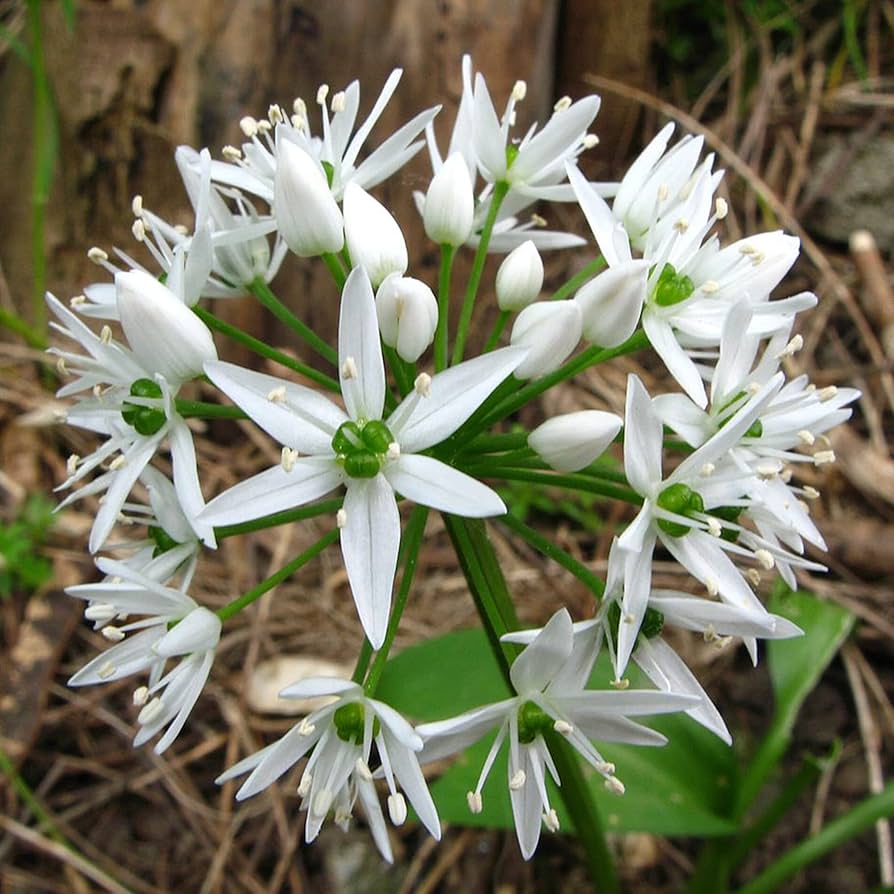 Ramsons Allium Ursinum Flower Seeds for Planting in Herb Garden and Woodland