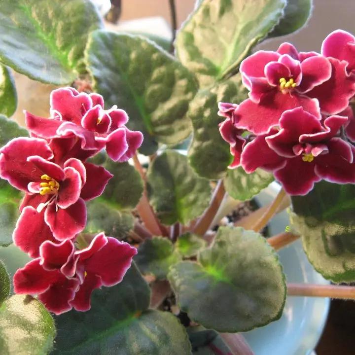 African Violet Flower Seeds Red – Heirloom, Non-GMO Seeds for Planting Indoor Garden Blooms Dhara Seeds