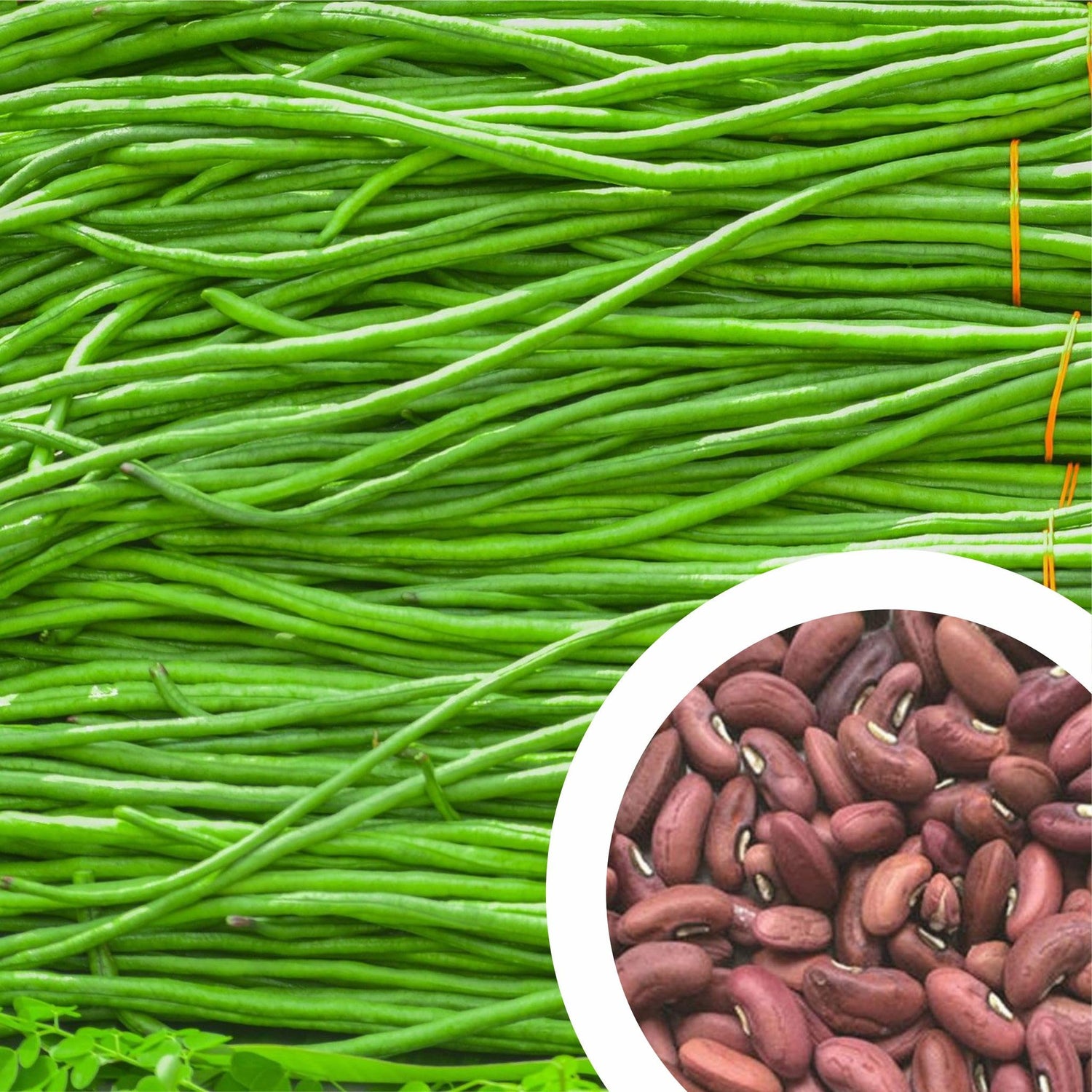 Long Beans Vegetable Seeds for Planting heirloom & Non-GMO Seeds