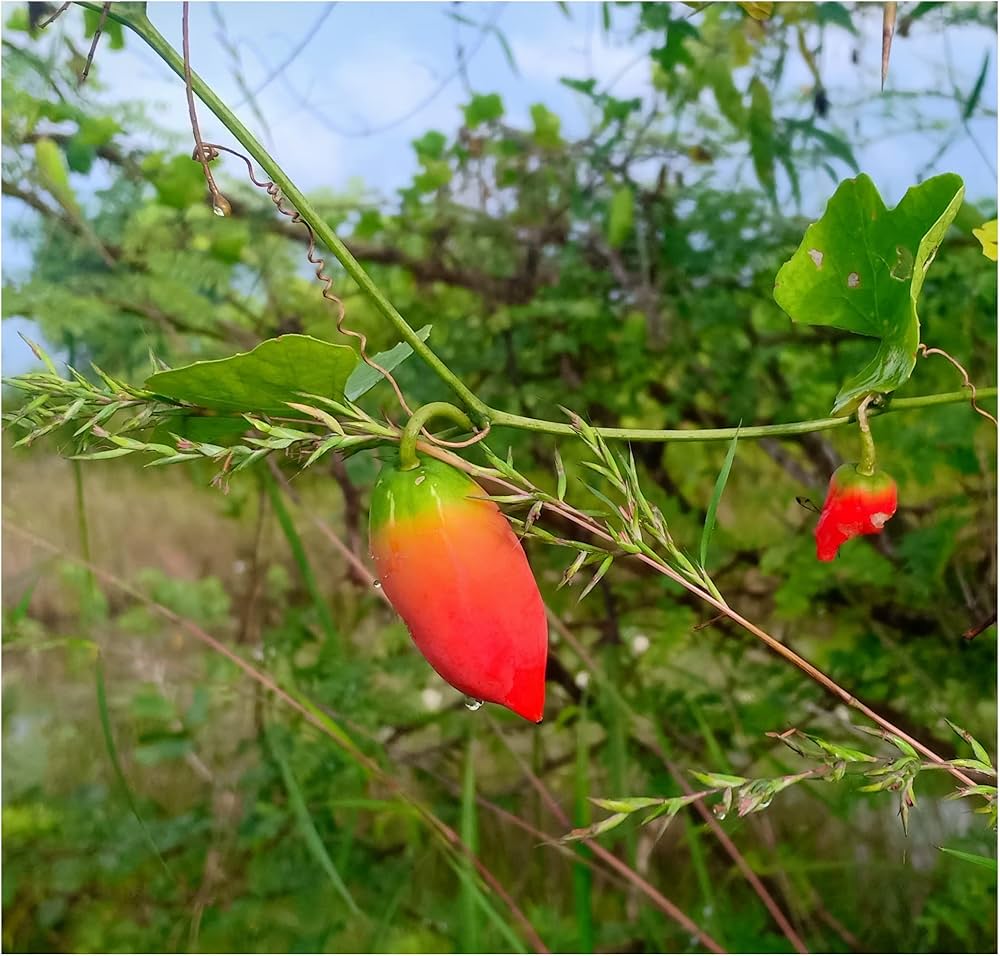 Coccinia Grandis Seeds for Planting Coccinia grandis for vegetable patches and tropical gardens