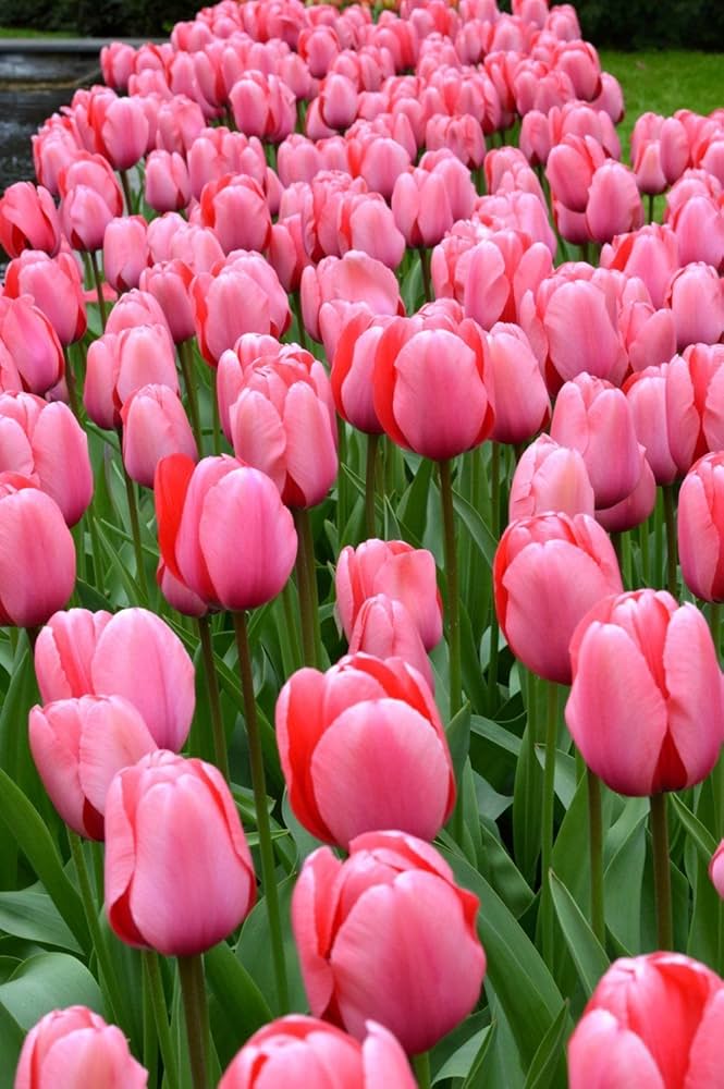 Barcelona Tulip Tulipa spp Flower Seeds for Planting in Flower Bed and Garden