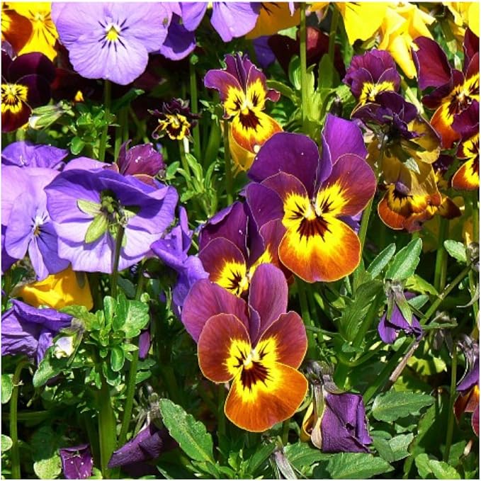 Viola Flower Viola spp. Seeds for Planting - Order Now – Dharaseeds