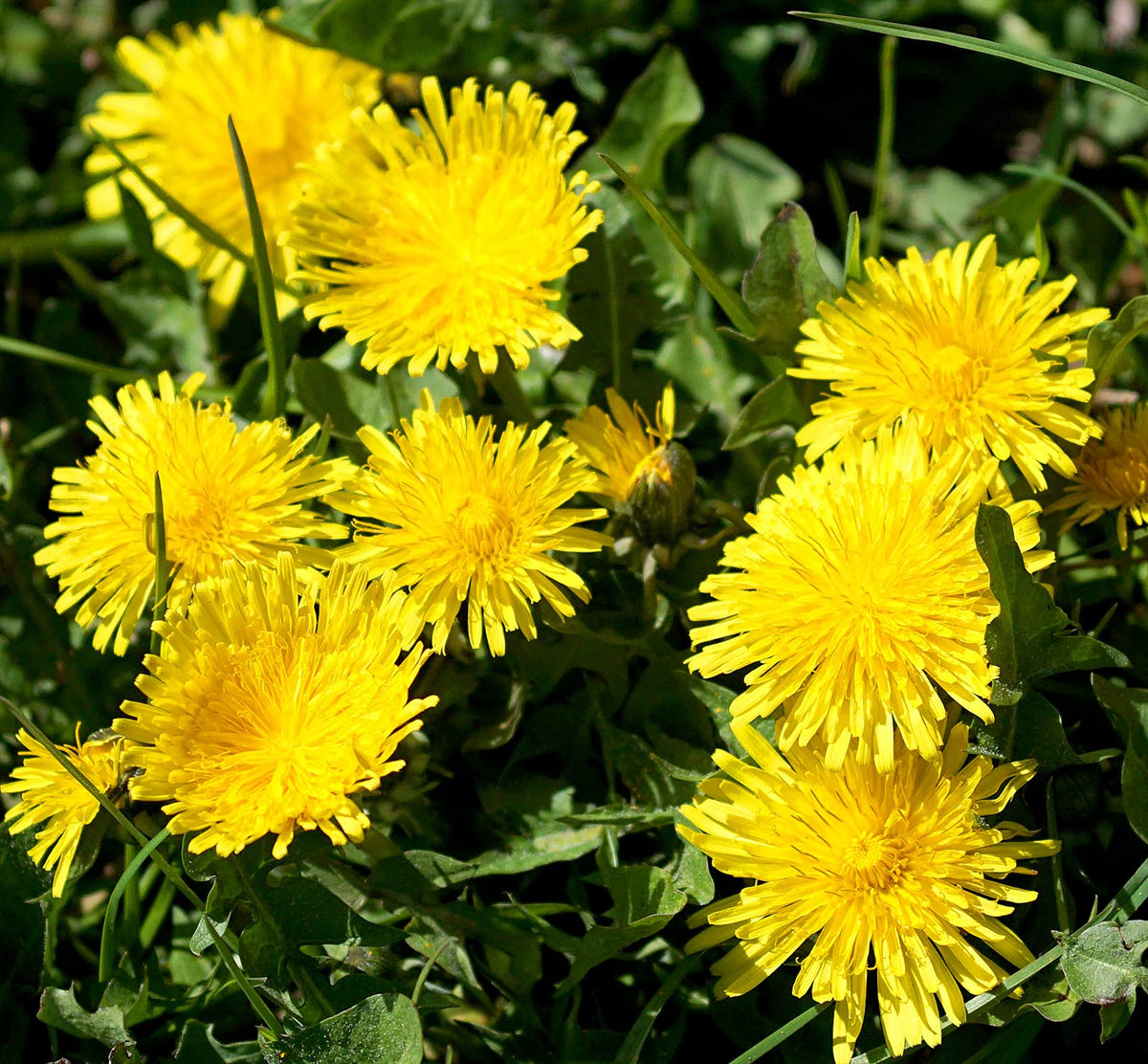 Dandelion Taraxacum officinale herb seeds for kitchen garden planting
