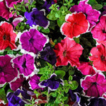 Brown petunia – Petunia hybrida – bonsai-style flower seed mix