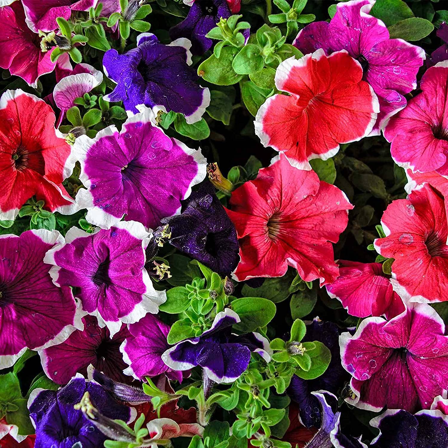 Brown petunia – Petunia hybrida – bonsai-style flower seed mix