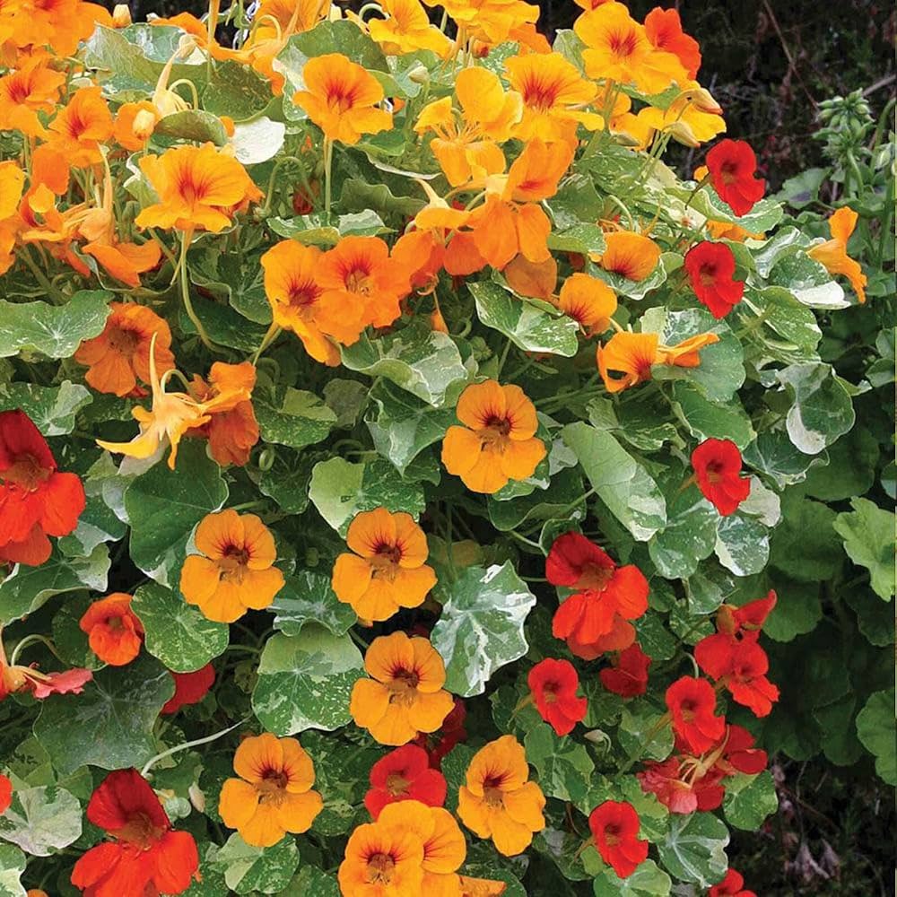 Cream nasturtium flowers for garden