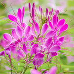 Sticky Spider Flower Cleome viscosa for planting in native garden