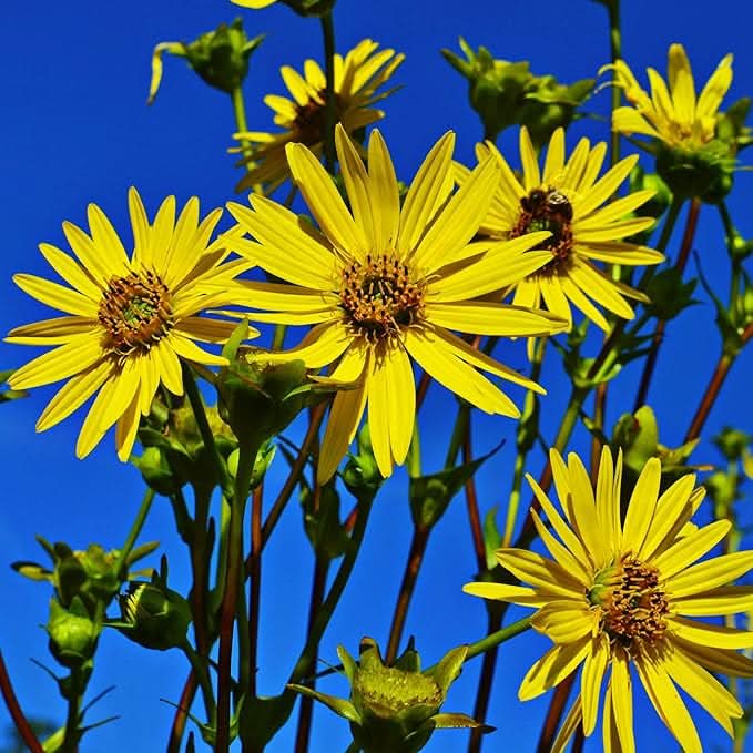 Silphium Yellow Silphium Plant Seeds