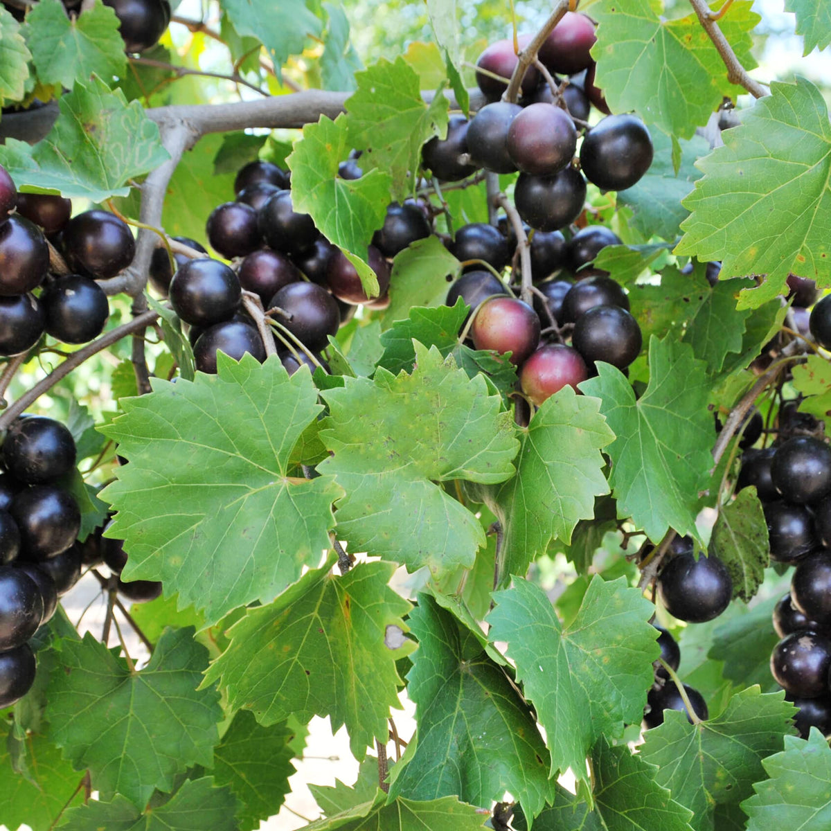 Heirloom Non-GMO Giant Black Muscadine - Seeds for Large, Sweet Grapes with Rich Flavor