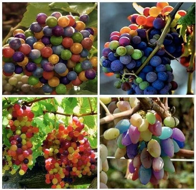 Rainbow Grape Fruit Seeds for Planting