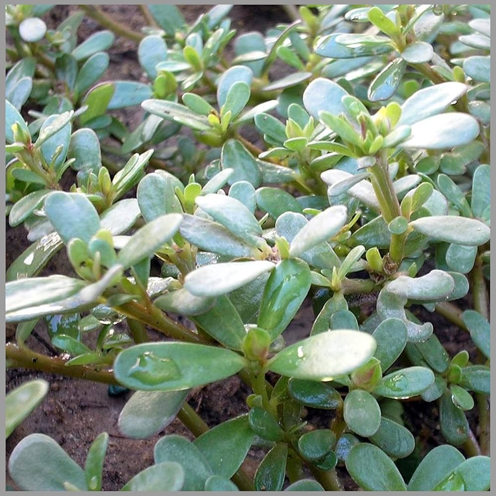 Purslane Portulaca oleracea herb seeds for home garden