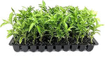 Night Blooming Jasmine Cestrum nocturnum for planting in flower bed