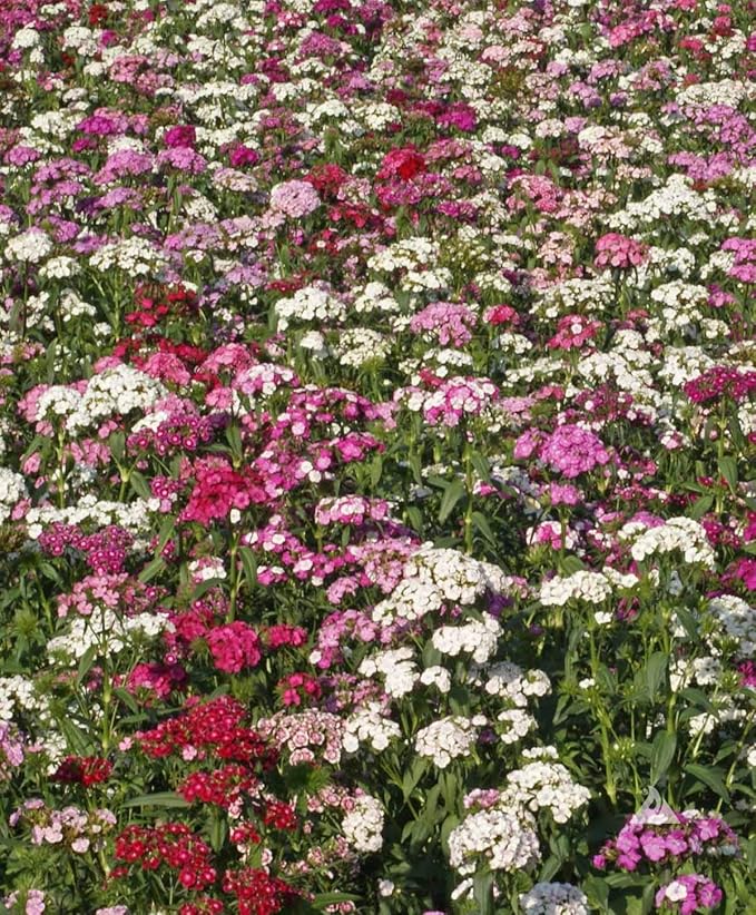 Sweet William Dianthus Barbatus Flowering Seeds For Planting in garden borders or indoor containers