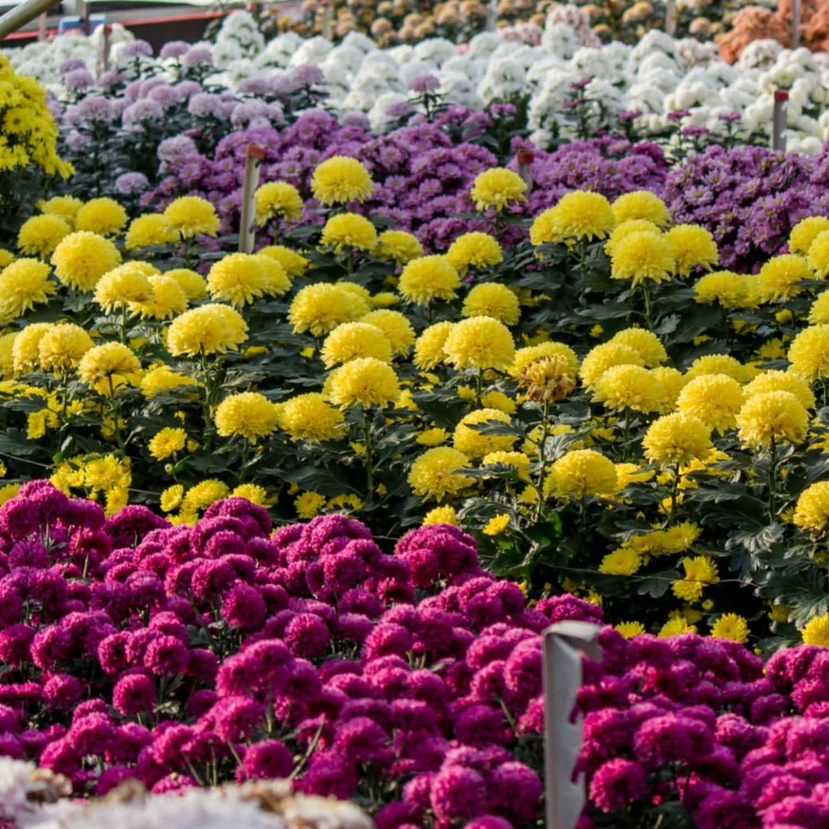 Chrysanthemum Indicum Ground Cover Flower Seeds for Planting in home garden landscapes