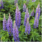 European Lupine wild seeds sprouting into tall spikes of densely packed flowers in shades of purple, pink, and white