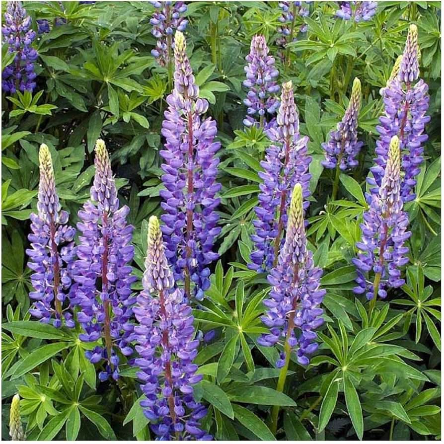 European Lupine wild seeds sprouting into tall spikes of densely packed flowers in shades of purple, pink, and white