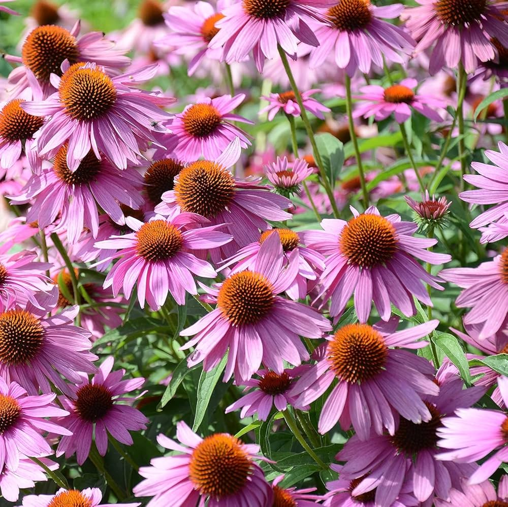Clutch Coneflower Echinacea purpurea seeds for planting in butterfly garden