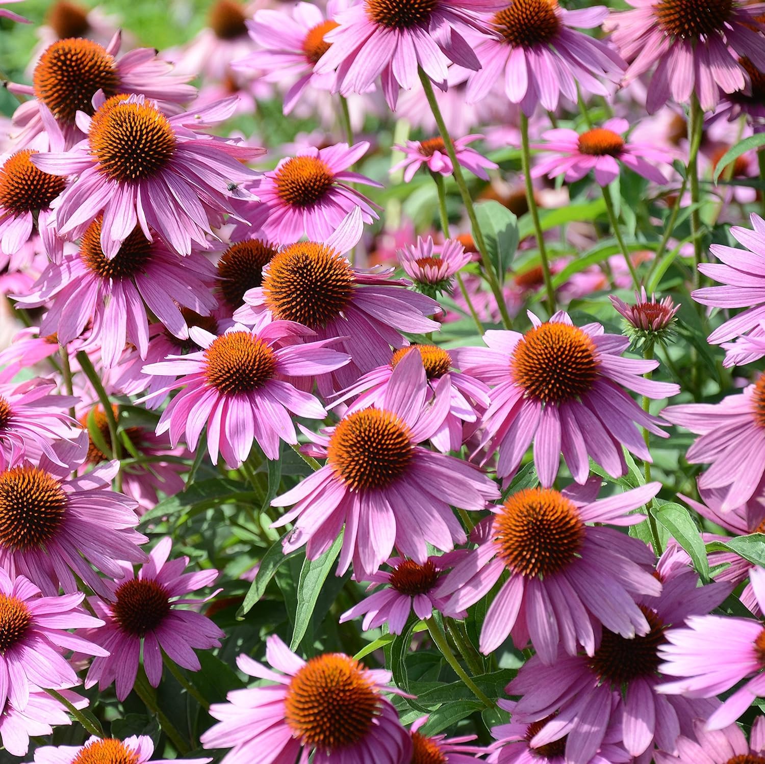 Purple Coneflower Seeds (Echinacea)