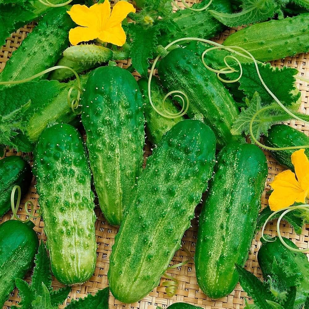 Cucumis Sativus Seeds Bush Pickle Cucumber Seeds for Planting in Pots and Raised Beds