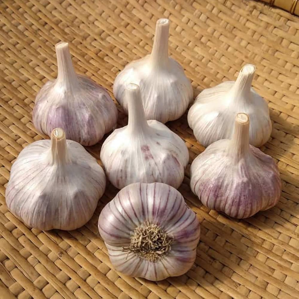 Garlic Seeds for Planting, Dark Blue-Heirloom & Non-GMO Seeds