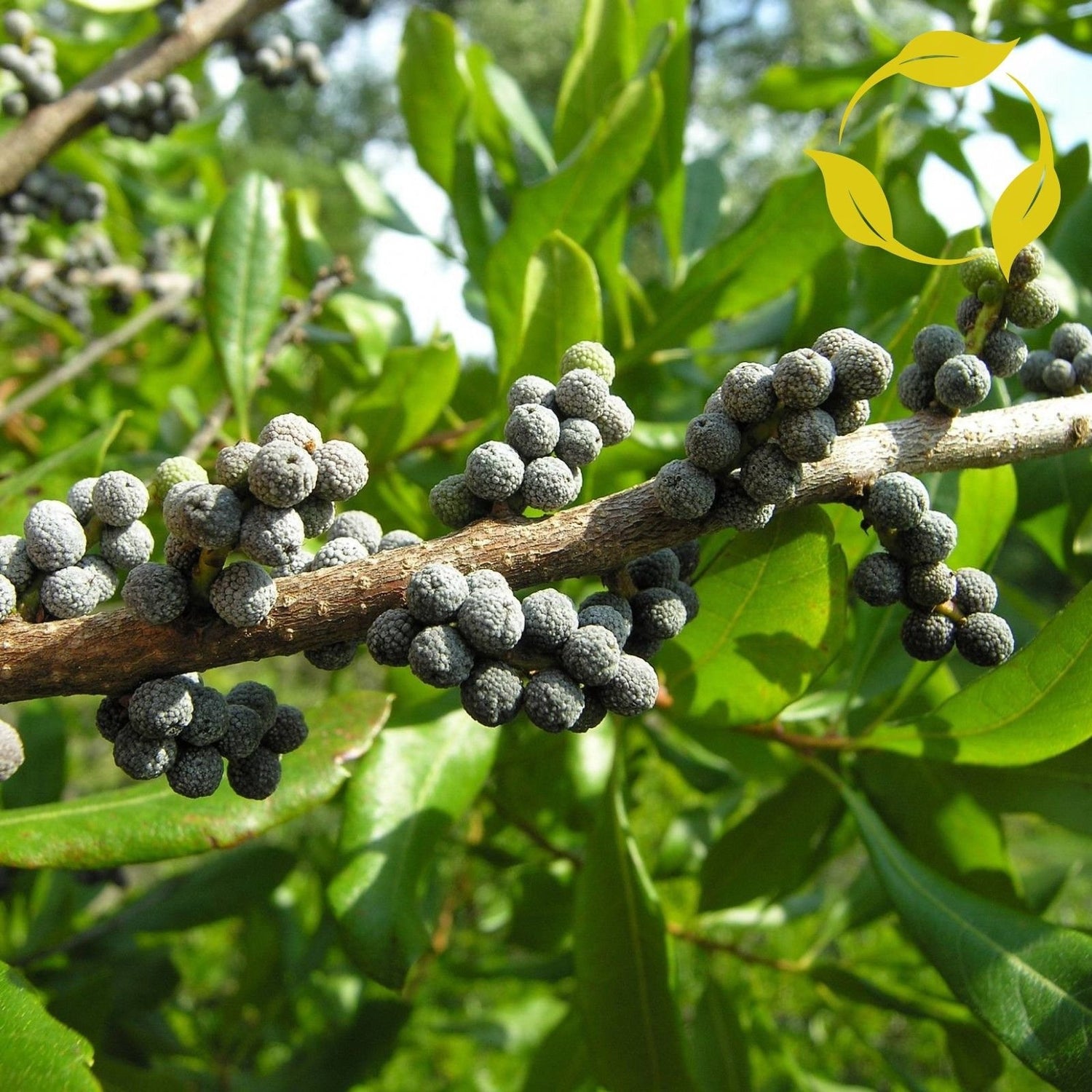 Green Wax Myrtle Seeds – Aromatic Evergreen Shrub-Heirloom & Non-GMO Seeds for planting – Fresh Herb for Your Garden