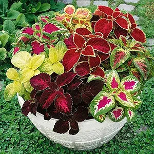 Coleus Seeds - Rare Colors Plectranthus scutellarioides Indoor Garden